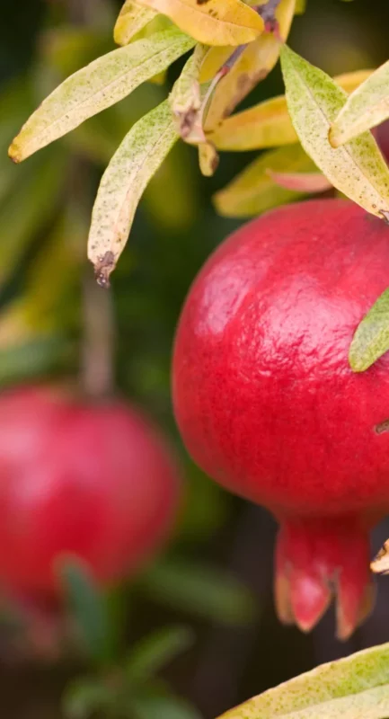 pomegranate plant m