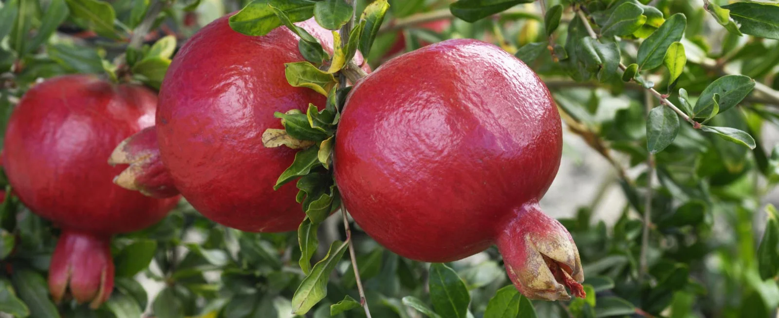 pomegranate plant